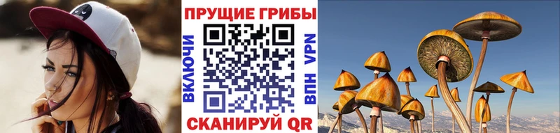 Псилоцибиновые грибы Cubensis  Купить закладки  Красный Кут 